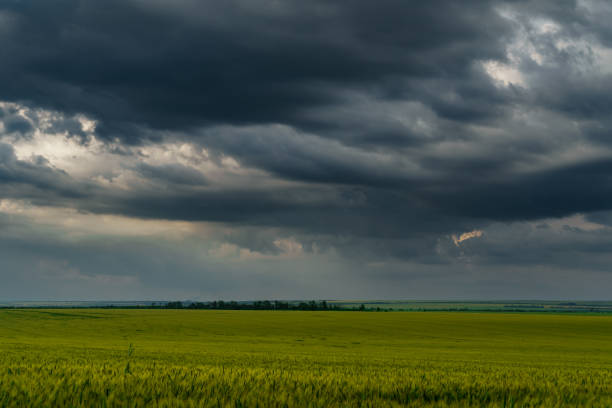 istock agricultural field with green wheat sprouts, dramatic spring landscape on cloudy day, overcast sky as background 1390302895