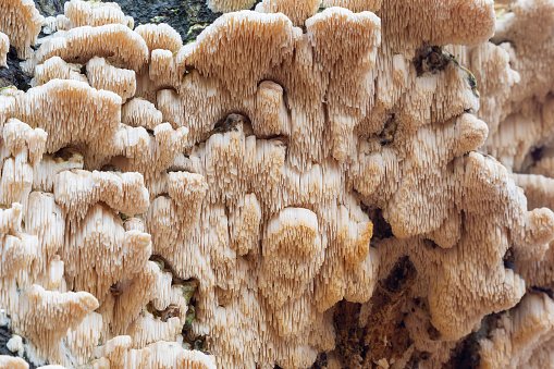 Underside view of spongy-toothed polypore (Spongipellis pachyodon) growing on decaying wood of a beech tree in Lage Vuursche in the Netherlands.