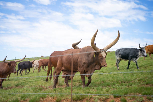 アンコールロングホーン牛 - texas longhorn cattle horned bull long ストックフォトと画像