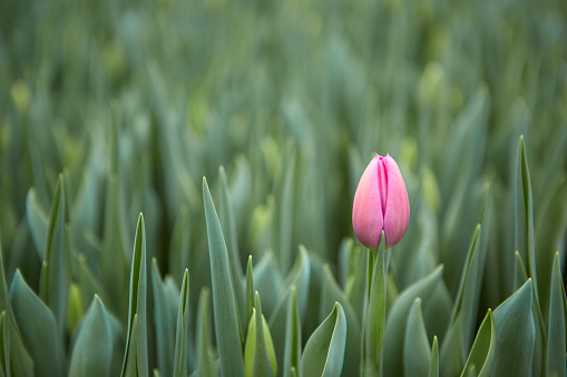 Two Pink tulips. Spring storytelling.