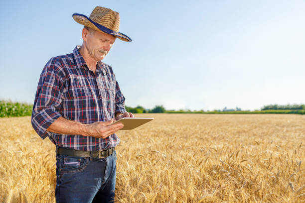 istock Senior man using digital tablet in the field 1390303706