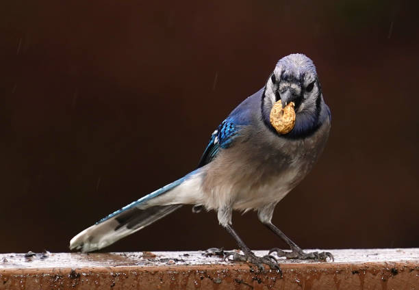 istock Bluejay on the garden fountain with a peanut 1390304316