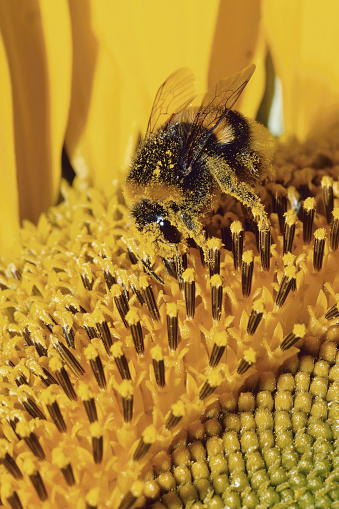bumblebee covered in pollen feeds on a sunflower, Bombus terrestris, Apidae