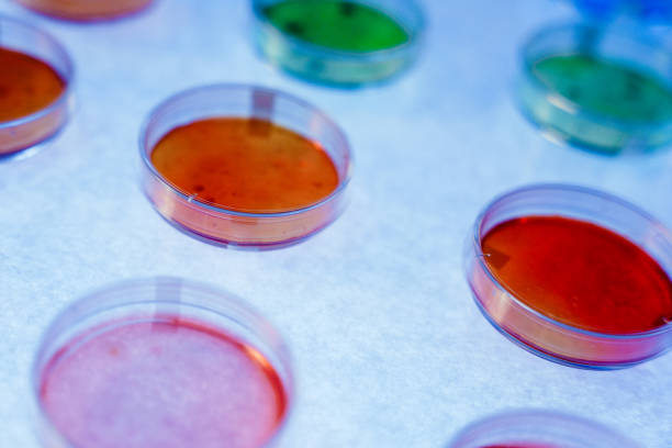 petri dishes with colored nutrient agar on a lightened desk - petri dish agar jelly laboratory glassware bacterium imagens e fotografias de stock