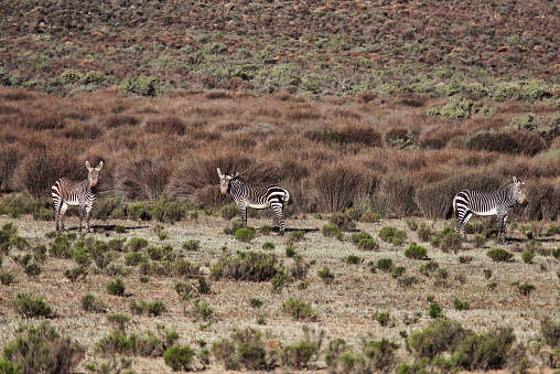 Small group of zebra in the Cederberg Mountain landscape with fynbos , Western Cape Province,South Africa.