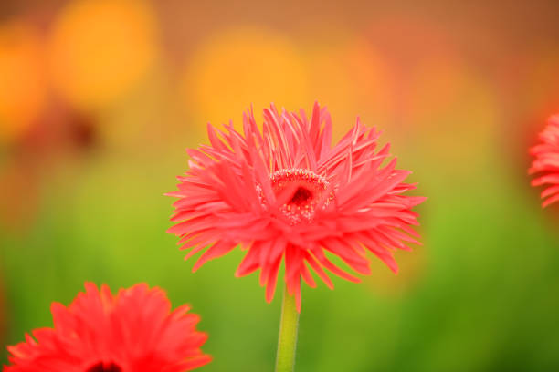 African chrysanthemum are in full bloom
