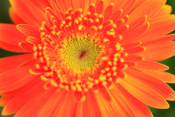 African chrysanthemum are in full bloom
