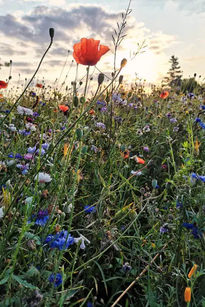 Summer flower meadow in sunrise