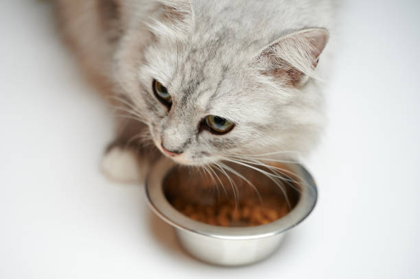 istock Curious cat eating food 1390306488