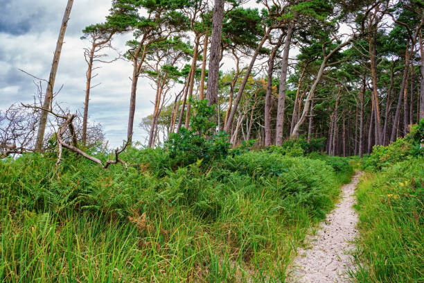 West beach of Fischland-Darss near Ahrenshoop, Mecklenburg Baltic Sea coast, Mecklenburg-West Pomerania, Germany