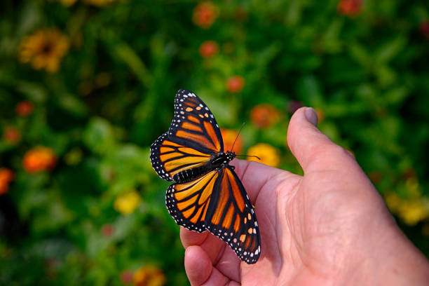 istock Monarch Butterfly Sitting on Human Hand in Garden 1390307206