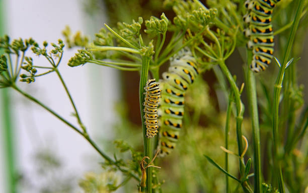 istock Black Swallowtail Caterpillars Feeding on Parsley Plant 1390307243