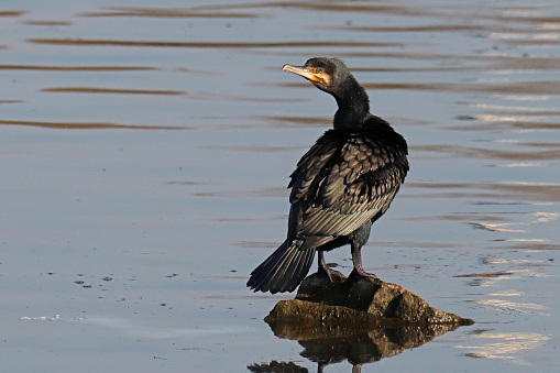 Grand cormoran - Great Cormorant (Phalacrocorax carbo).