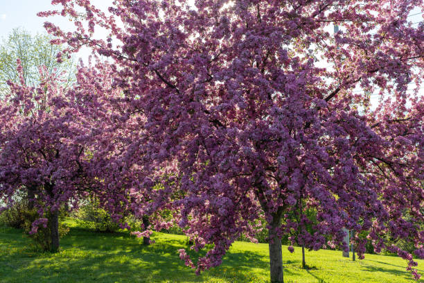 istock Pink blooming trees in the park on sunny day. Spring background. 1390307850