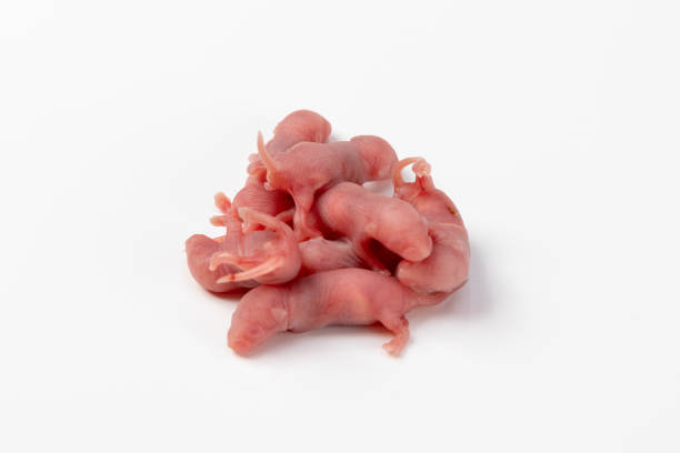 pile of newborn mice just a few hours old - fittest imagens e fotografias de stock