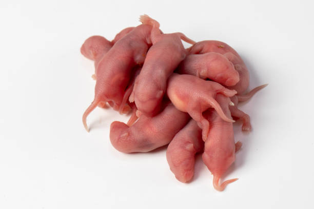 Pile of newborn mice just a few hours old