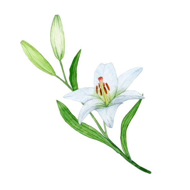 Watercolor white lilies. Floral illustration for wrapping paper, textiles, greeting cards and invitations.