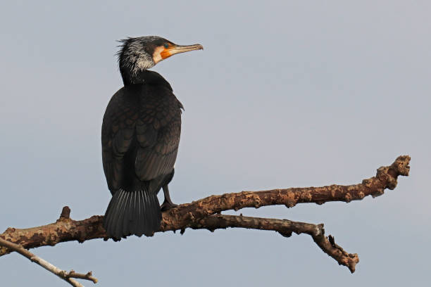 istock Grand cormoran - Great Cormorant (Phalacrocorax carbo). 1390308767