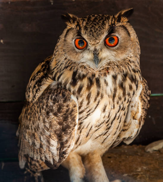istock Funny owl portrait looking at camera 1390308856