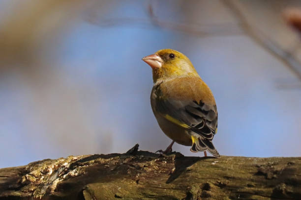 istock Verdier d'Europe - European Greenfinch (Chloris chloris). 1390308869