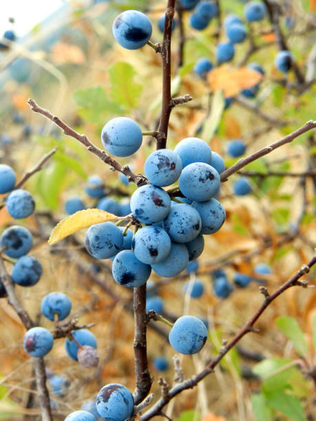 istock Fruits of the blackthorn (Prunus spinosa) 1390309715