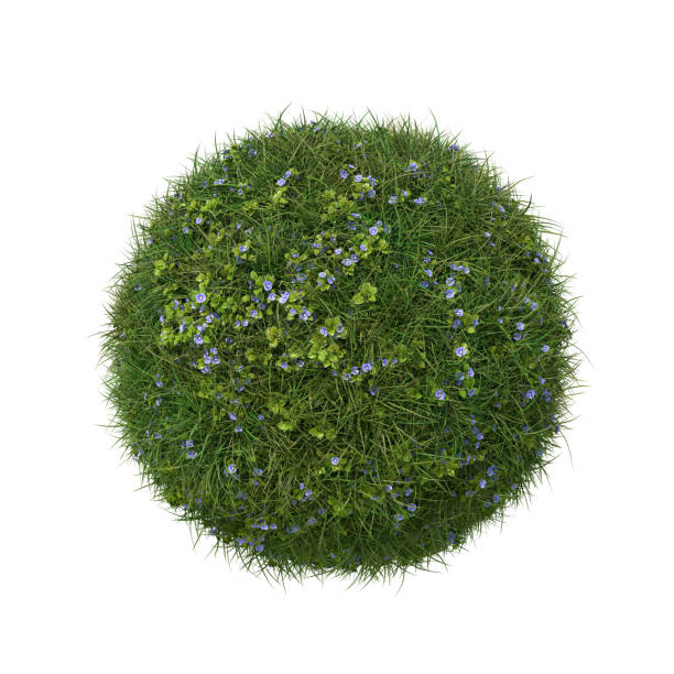 istock Grass ball with speedwell flowers isolated on white. 1390309720