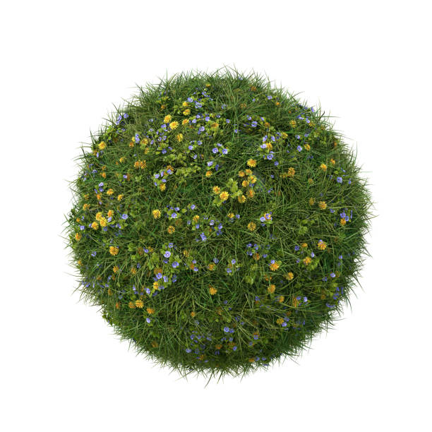 istock Grass ball with veronica flowers and dandelions, isolated on white. 1390309733
