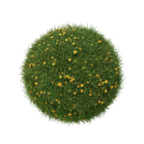 istock Grass ball with dandelions isolated on white. 1390309764