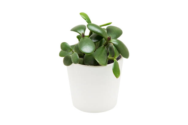 istock Indoor plant isolated on a white background 1390309829