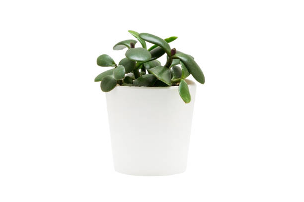 istock Indoor plant isolated on a white background 1390309836