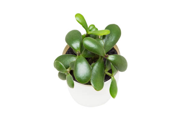 istock Indoor plant isolated on a white background 1390309894