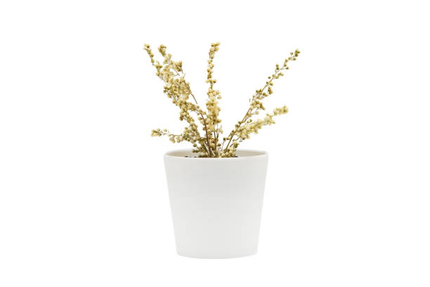 istock Indoor plant isolated on a white background 1390309958