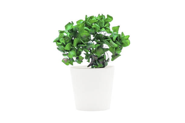 istock Indoor plant isolated on a white background 1390310005