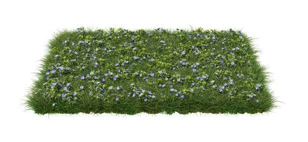 istock A square patch of grass with blue speedwell flowers, isolated on white background. 1390310176