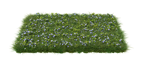 A square patch of grass with blue speedwell flowers, isolated on white background. 3d image
