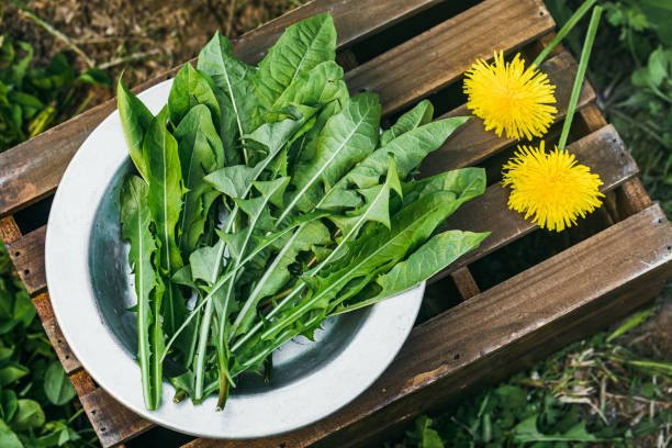 istock Dandelion. Freshly picked dandelion leaves in plate. 1390310547