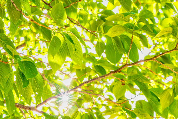 The sunlight shining through the refreshing fresh green