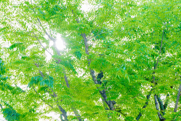 The sunlight shining through the refreshing fresh green