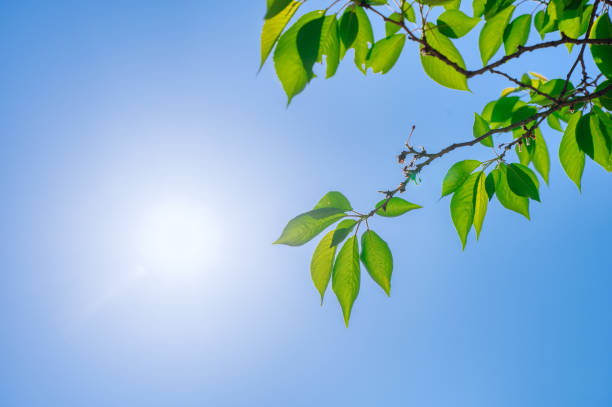 istock The sunlight of the fresh green 1390312840