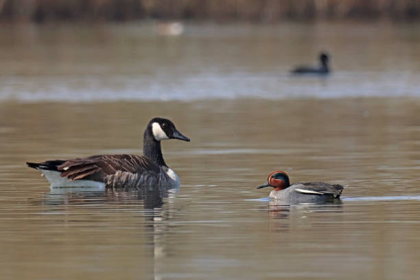 Winter teal - Eurasian Teal (Anas crecca) & Canada Goose - Canada Goose (Branta canadensis). 28 march 2022, Basse Yutz, Yutz, Thionville Portes de France, Moselle, Lorraine, Grand Est, France. On the surface of a pond, a Eurasian Teal advances and meets a Canada Goose who watches her pass. grey teal duck stock pictures, royalty-free photos & images