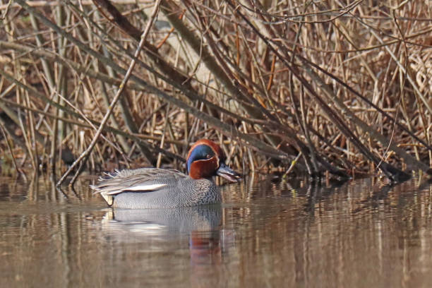 Sarcelle d'hiver - Eurasian Teal (Anas crecca). 28 march 2022, Basse Yutz, Yutz, Thionville Portes de France, Moselle, Lorraine, Grand Est, France. On the surface of a pond, in front of the bank and a thicket of shrubs, a male Eurasian Teal cries out, beak open. grey teal duck stock pictures, royalty-free photos & images