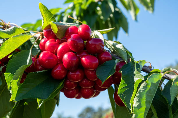 istock Fresh ripe sour cherry hanging on cherry tree in orchard. 1390314044