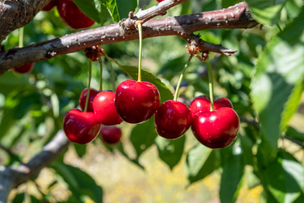 istock Fresh ripe sour cherry hanging on cherry tree in orchard. 1390314052