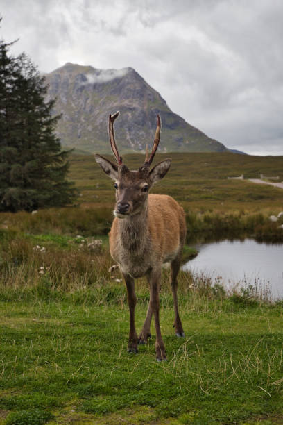istock A Young Deer in the Scottish Highlands 1390314618
