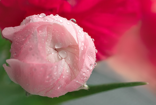 extreme close-up of pink flower. floral background