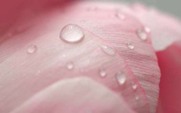 pink flower with water drops extreme close-up of pink flower. floral background tulip petals stock pictures, royalty-free photos & images