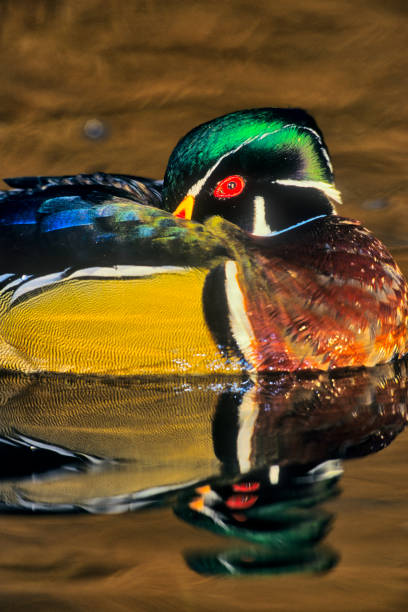 istock Birds on Vancouver Island British Columbia 1390315158