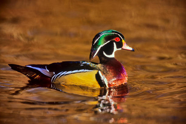 istock Birds on Vancouver Island British Columbia 1390315212