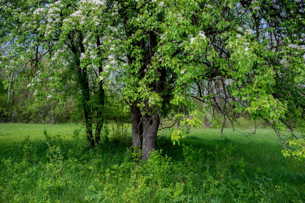 Blooming pear tree on a green meadow. Spring season. Natural background. Web banner. Ukraine.