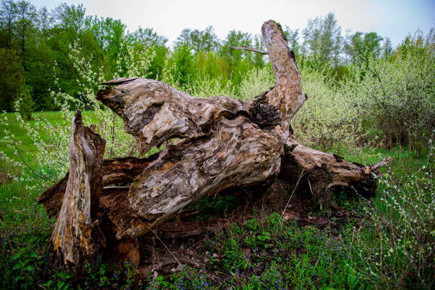 tronco de árvore velho atingido por um raio em um fundo de vegetação. - lightning strike - fotografias e filmes do acervo